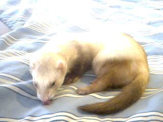 sadiee (tator tot) - one of our rescues