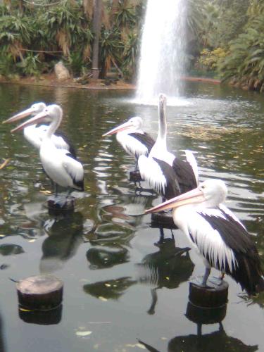 Pelicans - Several pelicans in the water