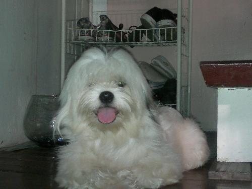 Odie - My lovey dog.