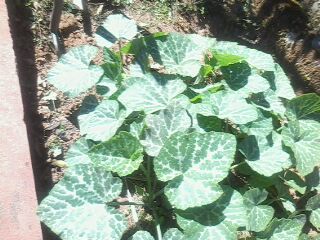 squash plant - This are young squash plants