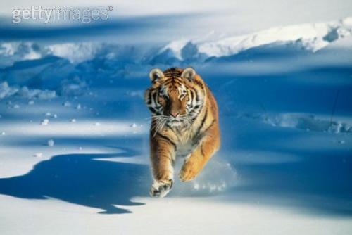 tiger - endangered animal