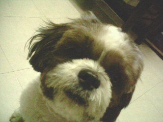 my dog - the beautiful (but a guy) dog in the house.