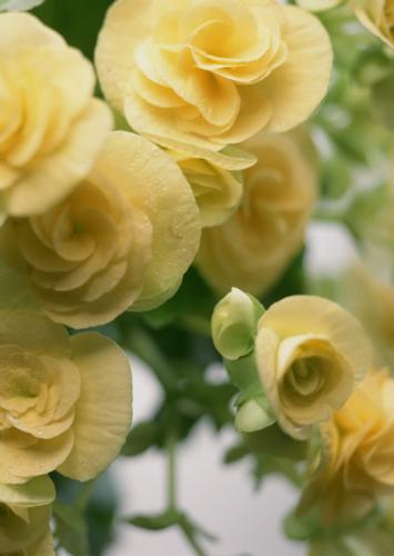 flowers - different kind of flowers