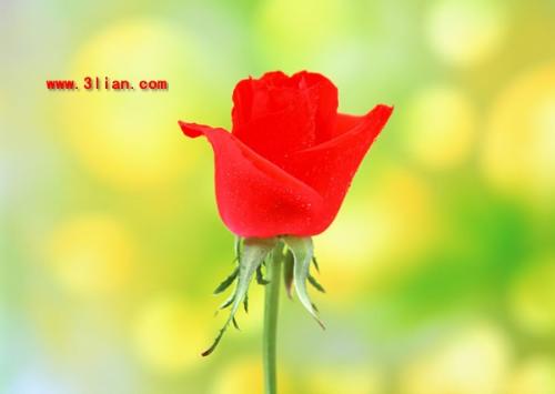 flowers - different kind of flowers