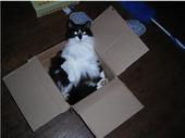 Fancy - She dd this on her own right after we adopted her. she is a character.