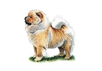 Chow Chow Dog - Image of Chow Chow Dog from The Kennel Club