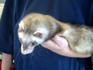 Tanner - tanner is mommies baby boy. the biggest love sponge.