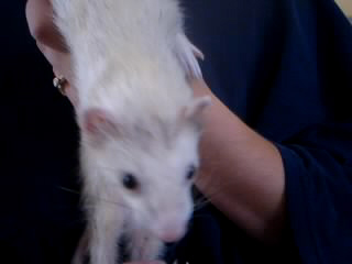 wyatta - mommies baby girl