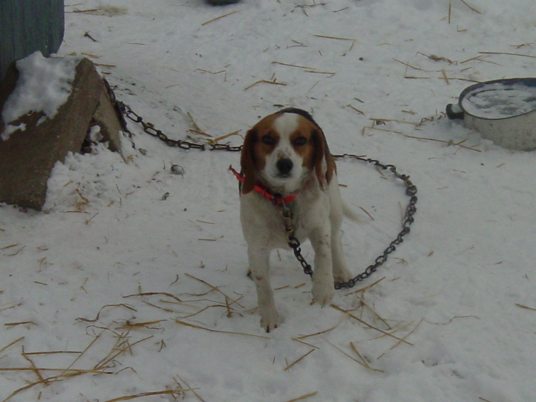my dog - this is a picture of my beagle who just recently passed away
