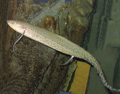 fish - fish which can breath in air