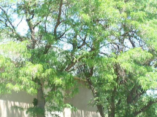 Tree Outside - This is a tree that if it fell would go right into my bedroom, bathroom, and another neighbor's bedroom and bathroom. I think of that because of the tornadoes. Tree Outside - This is a tree that if it fell would go right into my bedroom, bathroom, and another neighbor's bedroom and bathroom. I think of that because of the tornadoes.