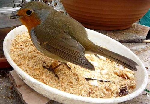 Robin - Our little red friend from the skies.