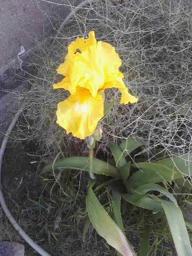 yellow iris - I planted some free iris bulbs several years ago and the grew but never bloomed. This year one of them put up a shoot and I was amazed to discover this iris was YELLOW. Here is the first bloom.