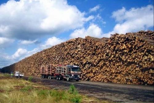 timber logs - timber logs stored timber logs - timber logs stored