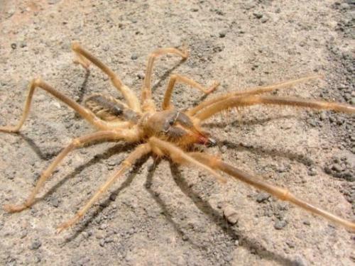 spider in home - we find many spiders in the old portion spider in home - we find many spiders in the old portion
