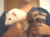seirra and ginger - two of our rescues