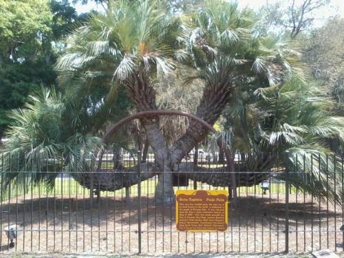 Pindo Palm - Very seldom will you see a 4 headed palm tree.