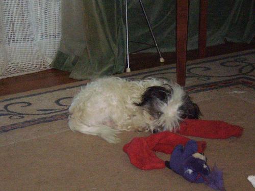 Sleeping at last. - Benji loves to play. An old pair of socks is a great toy for sharing.