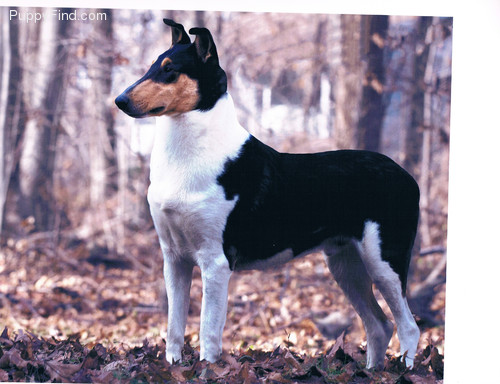 Smooth Coat Collie -  this is a smooth coat collie. Very handsome dog. Not mine though, but beautiful.