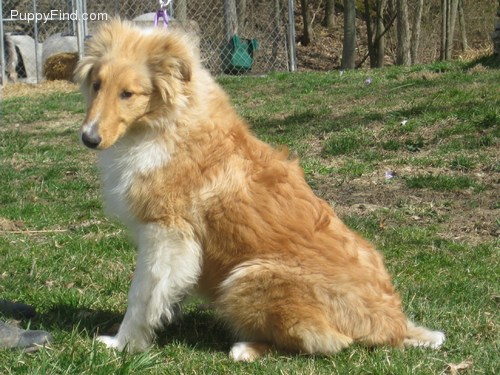 Rough Collie - This is the rough variety of collie. Very beautiful dog.
