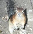 Squirrel - Squirrel