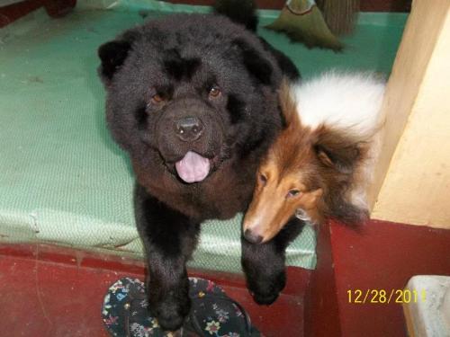 meet YURO (chow-chow) and EVERETTE- (Shetland shee - meet YURO (chow-chow) and EVERETTE- (Shetland sheepdog)