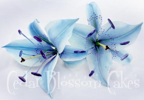 Stargazers - Blue stargazers that would look good in a bouqet