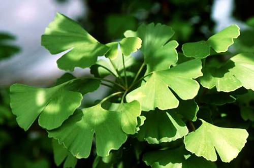 Gingko biloba - I am curious if this plant really gonna make you smart? Some say it is effective, how about you guys? Gingko biloba - I am curious if this plant really gonna make you smart? Some say it is effective, how about you guys?