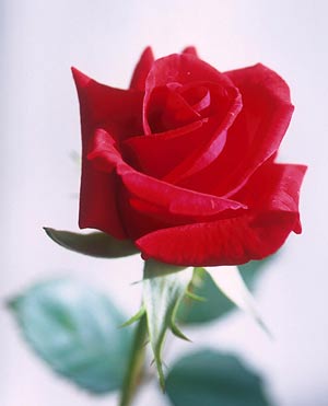 Rose - My favorite flower is rose. I like this flower so much.