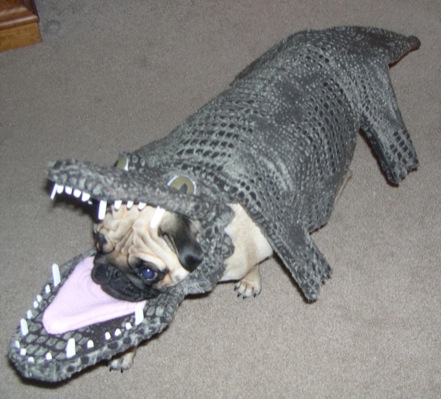 Crocodile - Crocodile and the Dog