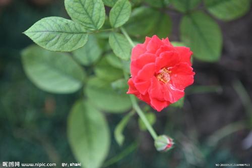 flowers - different kind of flowers