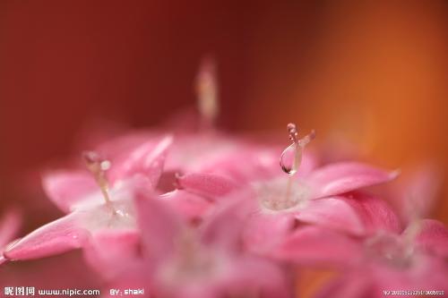 flowers - different kind of flowers