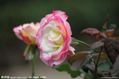flowers - different kind of flowers