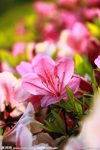flowers - different kind of flowers