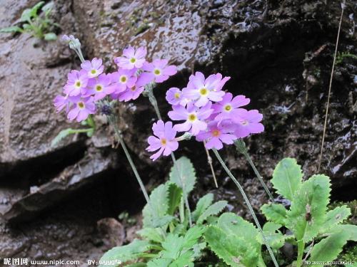 flowers - different kind of flowers