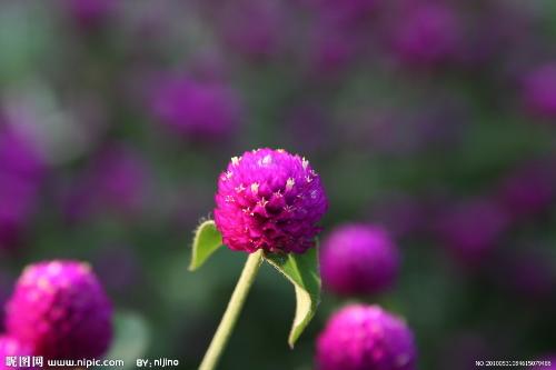 flowers - different kind of flowers