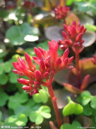 flowers - different kind of flowers