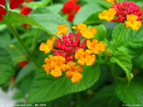 flowers - different kind of flowers