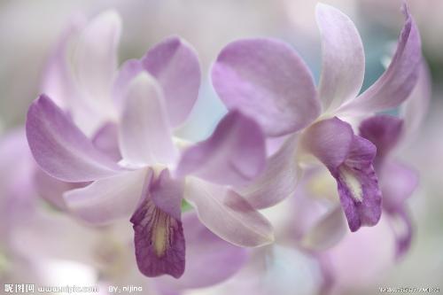 flowers - different kind of flowers