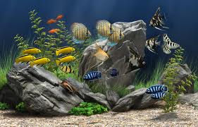 aquarium - a beautiful aquarium with fish