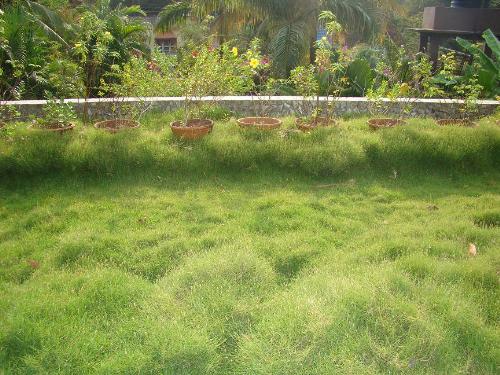 Our weedless terrace lawn - After years of struggle results have been achieved.