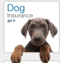 insurance - Dog / Pet insurance