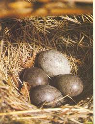 cuckoo  - an egg of a cuckoo bird laid in a host nest