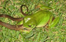 Snake is eaten by a frog..!! - A photo.. There a frog is eating a snake..! Amazing photo...!!