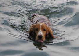dog - a swimming dog photo