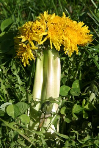 Freaky Weed - This appears to be the spring of the mutants, or at least mutant dandelions.