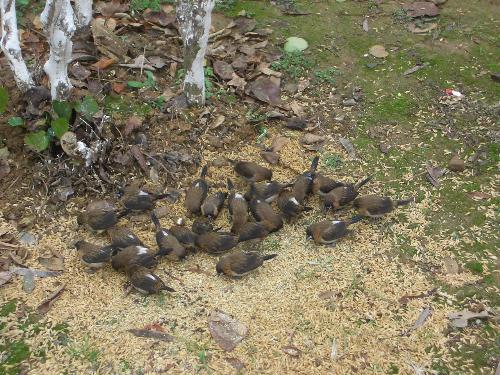 Lovely birds eating corns on the ground - This is a picture I took when I saw them eating corns on the ground under a small tree. I was standing very close to them when taking this photo. I took quite a few photos of them and I love those lovely birds. Lovely birds eating corns on the ground - This is a picture I took when I saw them eating corns on the ground under a small tree. I was standing very close to them when taking this photo. I took quite a few photos of them and I love those lovely birds.
