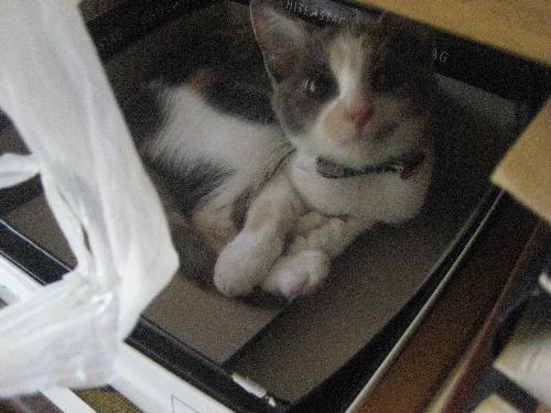 Kitty in a Box - My adorable cat Nenya in a box! Don&#039;t think she&#039;d yield to another feline wanting to sleep in her box...