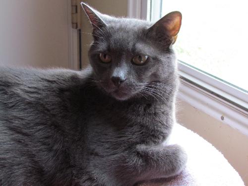 The family cat, Smokey - This cat once belong to my husband, but after we got married he gave Smokey to my father in law to take care of. 