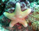 Sea Star - Sea star/starfish  have 5/more extensions(arms) radiating from an indistinct disk .They have a  water vascular system which has many projections called tube feet,which aid locomotion and with feeding.they are called sea stars only becos they are not fish:)